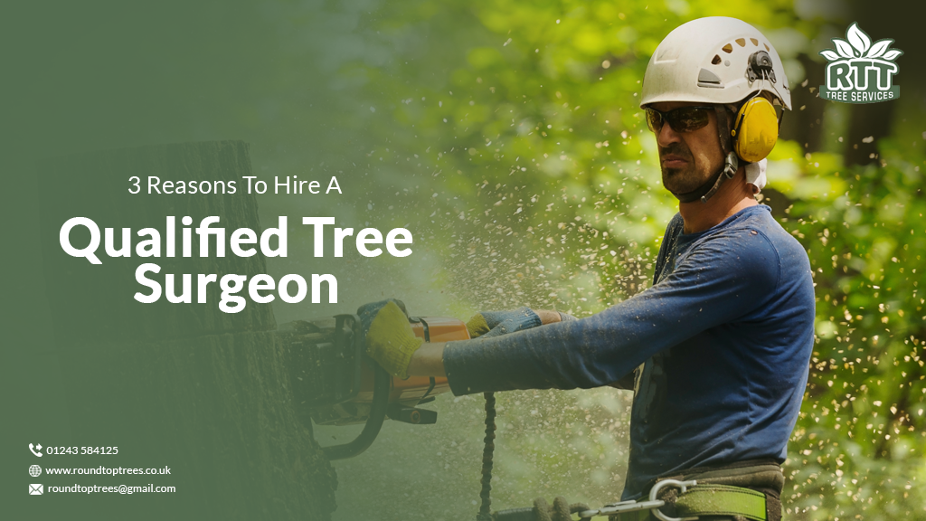 Qualified Tree Surgeon