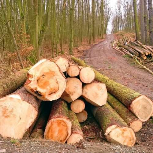 forestry2 1