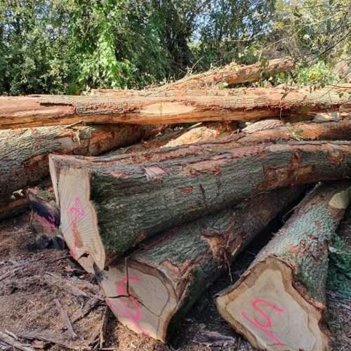 forestry3