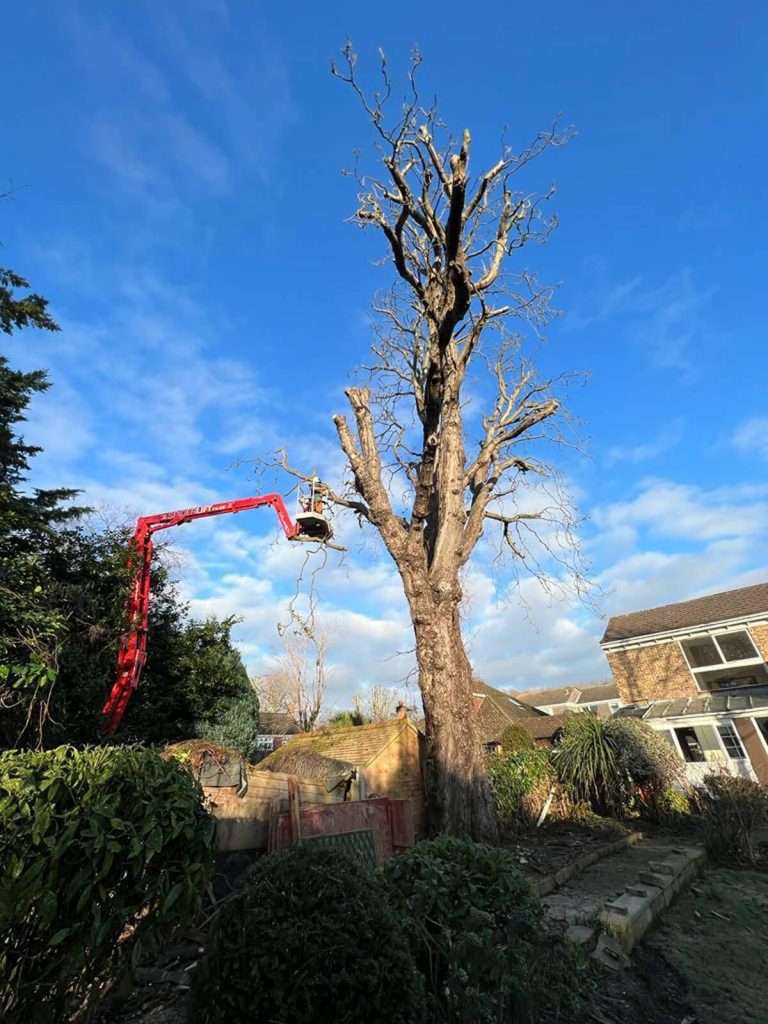 Treesurgery2